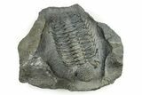 Spiny Drotops Armatus Trilobite - Mrakib, Morocco #244126-4